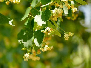 Büyük yapraklı kireç ağacı, çiçekli şifalı ağaç