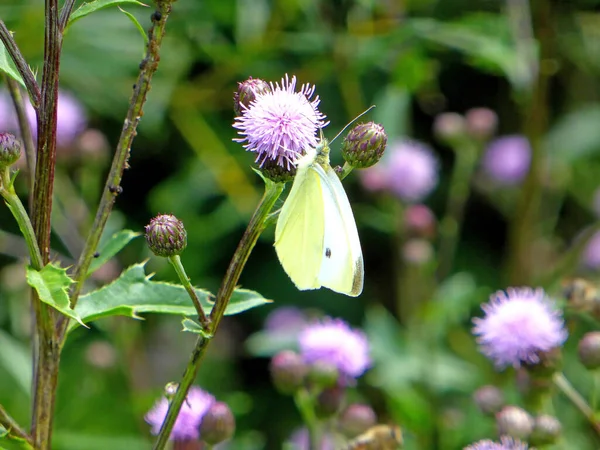 Cabbage Butterfly Flower Thistle — Stock Photo, Image