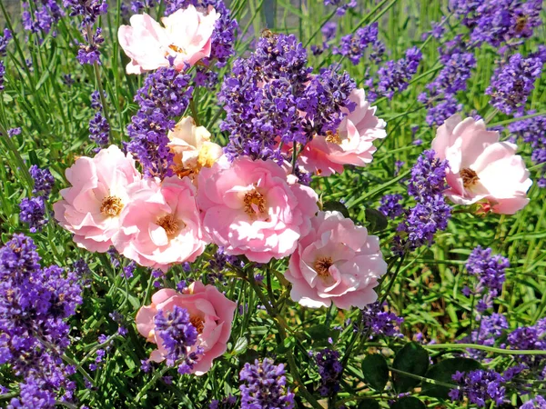 Lavendel Blüte Des Heilkrautes Mit Rosenblüten — Stockfoto