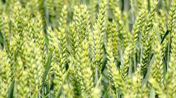 Wheat Closeup Heads — Stock Photo, Image