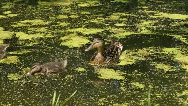 德国的一只鸭 池塘里有小鸭 — 图库视频影像