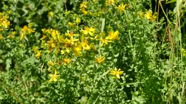 Aziz John Otu Çiçekli Şifalı Bitki — Stok video