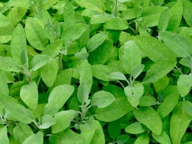 adaçayı, yapraklı şifalı bitki