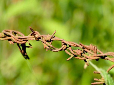 Yeşil arkaplanı olan paslı dikenli tel.