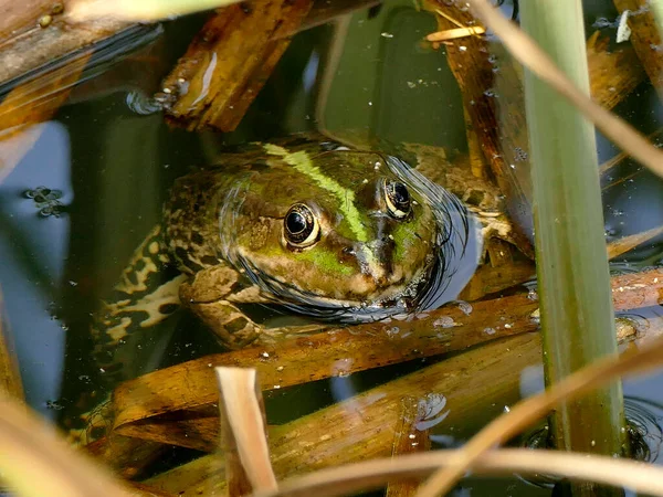 ドイツの池に棲むカエルは — ストック写真