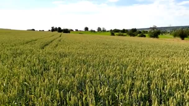 Поле Выращивания Пшеницы Летом Германии — стоковое видео