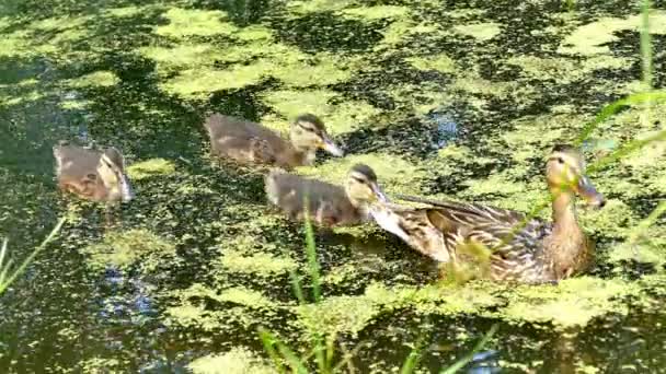 Pato Con Patitos Estanque Alemania — Vídeos de Stock