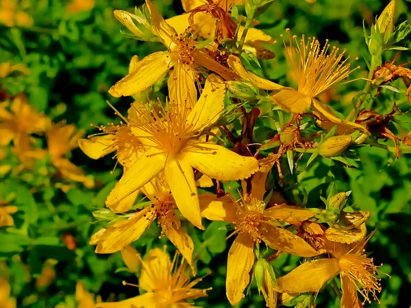 Aziz John Otu Çiçekli Şifalı Bitki — Stok fotoğraf