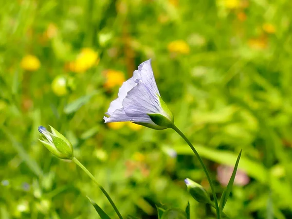 นฟล นไพรสม นไพรท ดอกไม ในฤด — ภาพถ่ายสต็อก