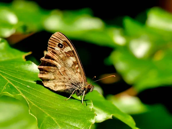 Wiese Braun Auf Einem Blatt Eines Baumes — Stockfoto