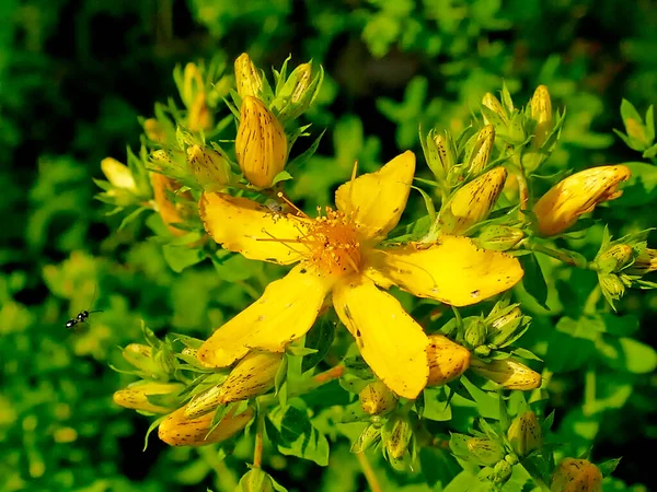 Erba San Giovanni Pianta Medicinale Con Fiore — Foto Stock