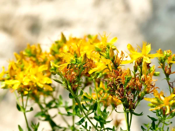 圣约翰麦芽 有花的药用植物 — 图库照片