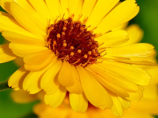 Calendula Çiçekli Şifalı Bitki — Stok fotoğraf