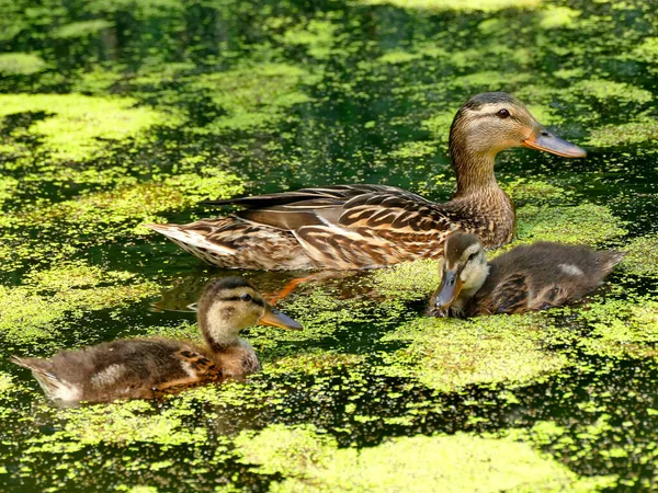 Wilde Eend Met Nakomelingen — Stockfoto