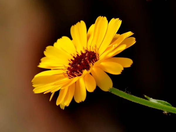 Calendula Pianta Medicinale Con Fiore — Foto Stock