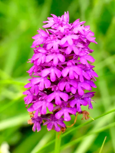 Pyramidal Orchid German Wild Orchid — Stock Photo, Image