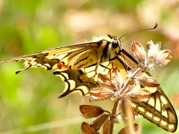 Метелик Парусник Влітку Німеччині — стокове фото
