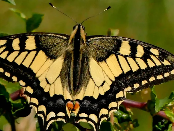 Papillon Hirondelle Été Allemagne — Photo