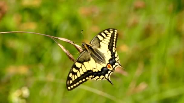 Hirondelle Papillon Assis Sur Une Herbe — Video