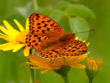 Çiçekteki boyalı kadın. 