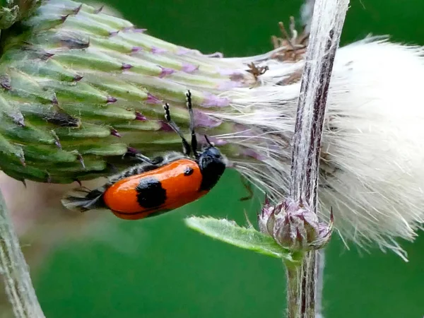 Froghopper Sur Chardon Allemagne — Photo