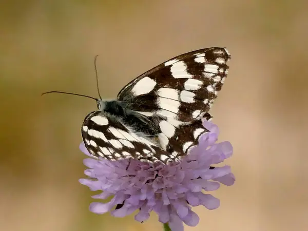 Marbled White Butterfly Knautia — Stock Photo, Image