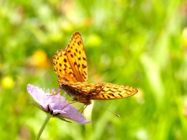 Kırış kırış bir tarlada boyalı bir kadın.