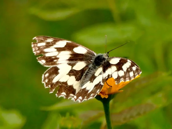 Papillon Blanc Marbré Sur Une Fleur — Photo
