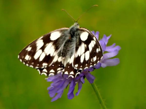 Papillon Blanc Marbré Sur Knautia — Photo