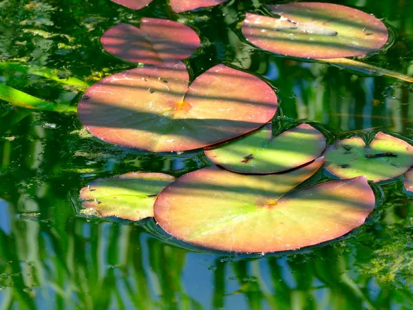 睡蓮の葉を持つ池は — ストック写真