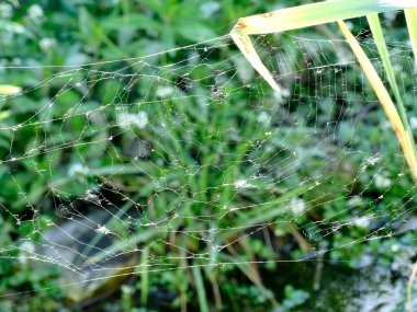 Kedi kuyruğunda örümcek ağı