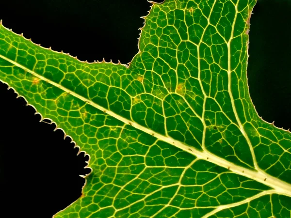 Lechuga Silvestre Con Hoja Backlite —  Fotos de Stock