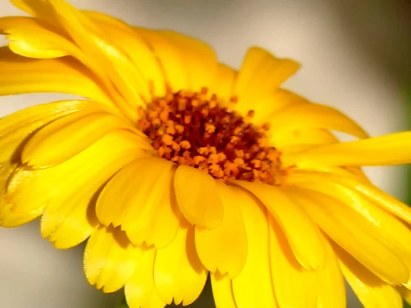Calendula Plante Médicinale Avec Fleur — Photo