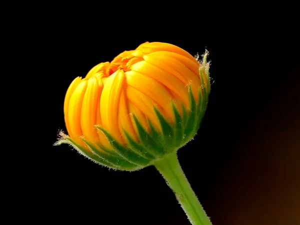 Calendula Heilpflanze Mit Geschlossener Blüte — Stockfoto