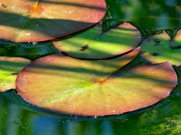 Rybník Vodními Liliovými Listy — Stock fotografie