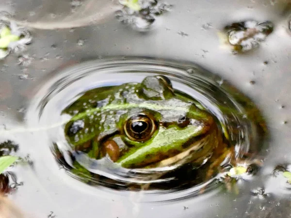 독일의 연못에서 수있는 개구리 — 스톡 사진