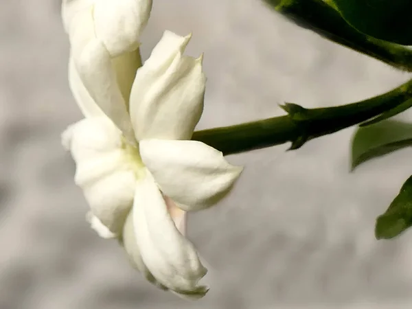 Jasminum Sambac Flower Closeup — Stock Photo, Image