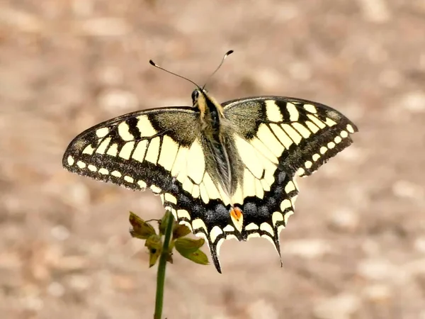 Бабочка Ласточка Летом Германии — стоковое фото