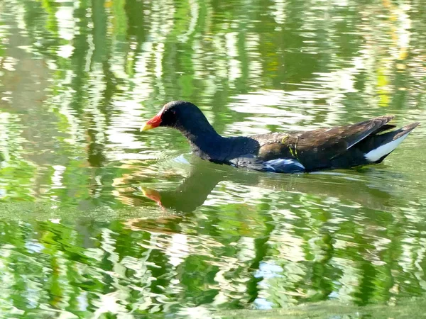 Gallinella Acqua Comune Uno Stagno Germania — Foto Stock