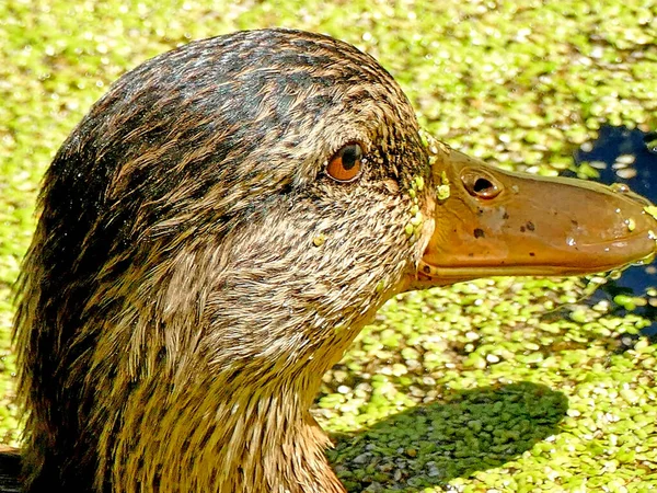 Kura Krzyżówka Stawie Niemczech — Zdjęcie stockowe