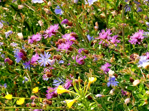 Łąka Dużą Ilością Kolorowych Kwiatów — Zdjęcie stockowe