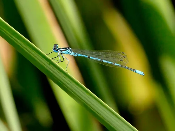 Azure Damselfly Sentado Cattail Cerca Estanque —  Fotos de Stock