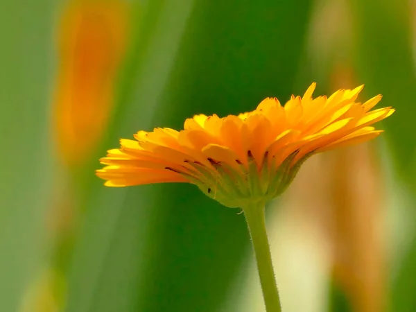 Calendula Gyógynövény Virággal — Stock Fotó