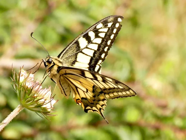 Papillon Hirondelle Été Allemagne — Photo