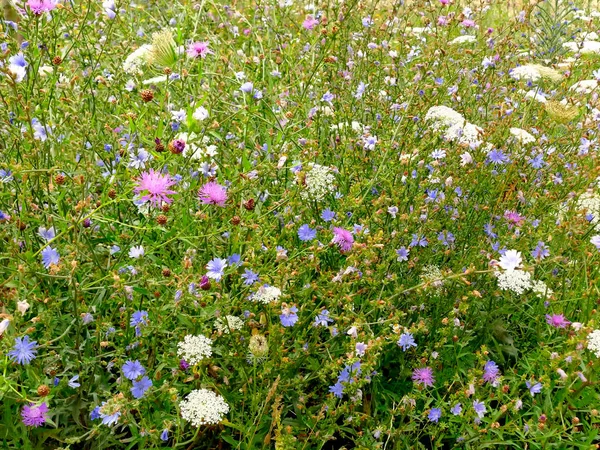 Meadow Lot Colored Flowers — Stock Photo, Image