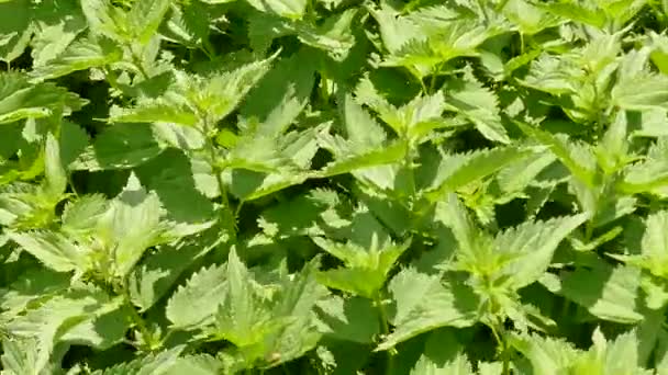 Stinging Nettle Food Medicinal Plant — Stock Video