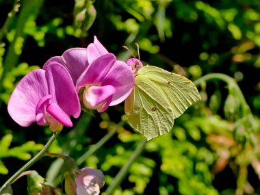 Kükürt Kelebek Vişne çiçeğinin üzerinde