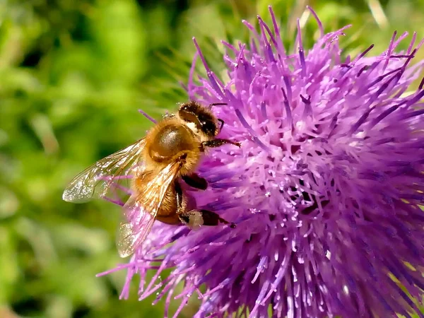 Bee Thistle Flower — Stock Photo, Image