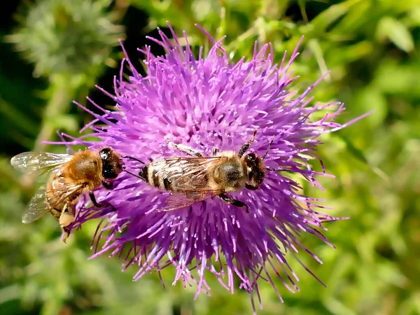 Bees Thistle Flower — Stock Photo, Image