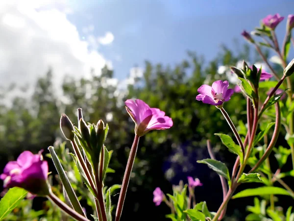 夏には薬草として花を咲かせ — ストック写真